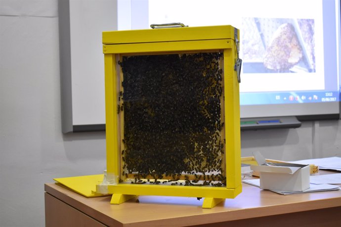 Nota Informativa. Acción Formativa En El Cpei Sobre Rescate Por Abejas Y Avispas