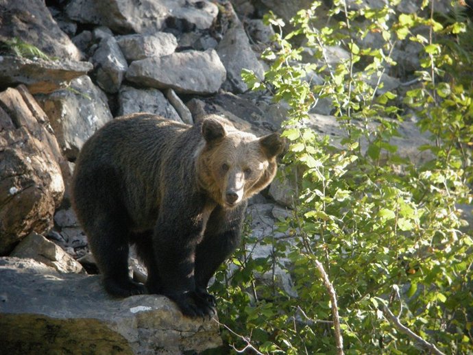 Oso Pardo en Asturias