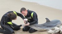Expertos del Oceanogràfic explicarán a socorristas de Cruz Roja cómo atender a tortugas y cetáceos varados