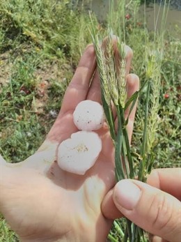 Pedrisco caído sobre la cosecha de cereal en Los Vélez