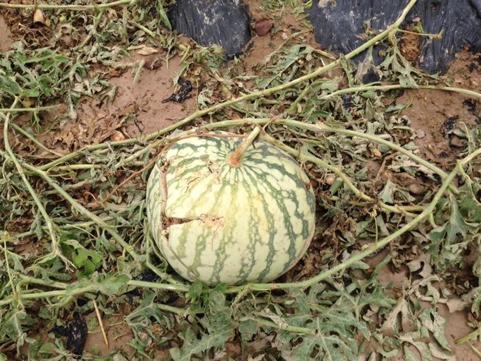 Calabaza afectada por el granizo