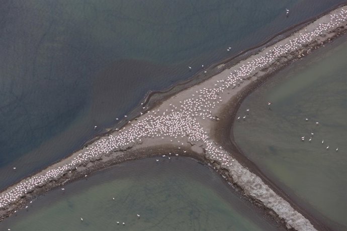 Foto aèria de la colònia de flamencs en el Delta de l'Ebre