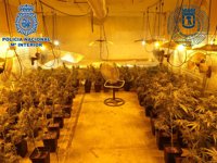Desmantelado un local en Puente de Vallecas en el que se han requisado 150 plantas de marihuana