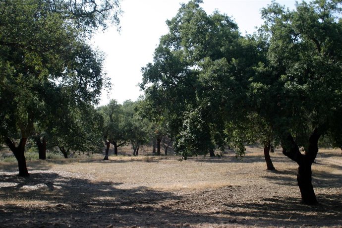 Sierra de Huelva