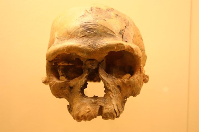Cráneo de Homo Sapiens recuperado en Jebel Irhoud