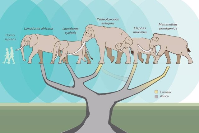 Esquema del árbol de la vida del elefante