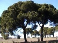 Un equipo multidisciplinar con presencia de la UEx muestra que el polen de pino es "buen" indicador del cambio climático