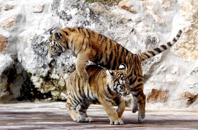 Los dos tigres de Bengala