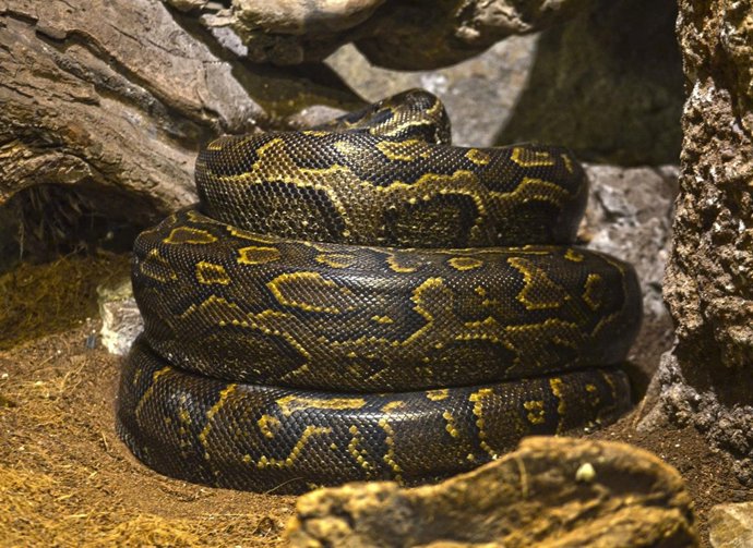 Puesta de huevos de la pitón de seba 