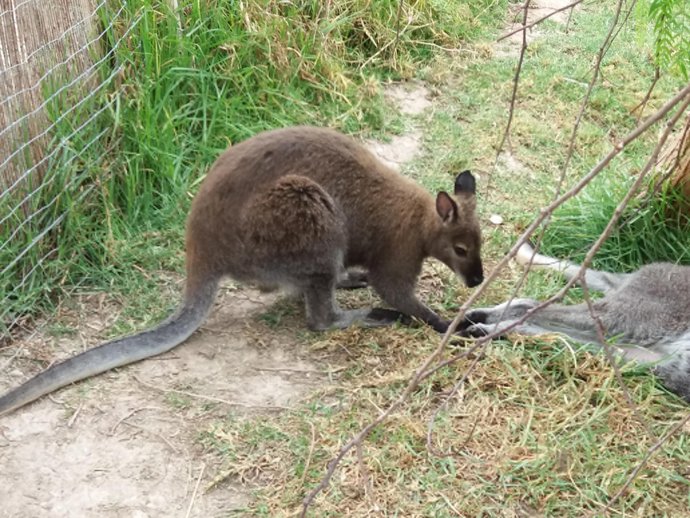 Un wallabie en el parque Terra Natura en Benidorm
