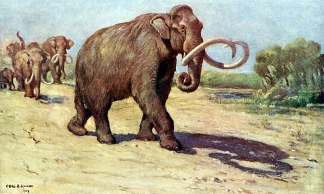 Mammuthus columbi