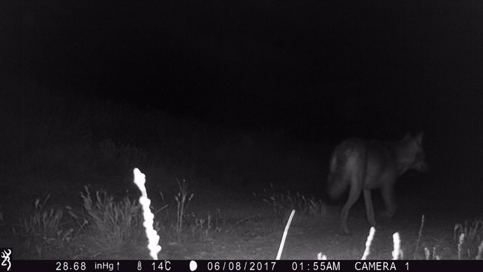 El lobo ha sido detectado por una cámara en la zona de los Monegros 