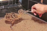 Un centro faunístico de Cáceres consigue criar en cautividad una avutarda común