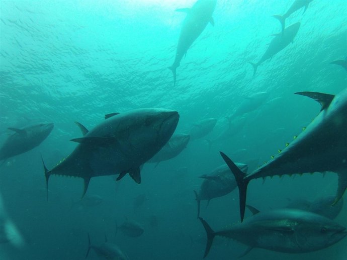 Piscina de engorde de atún rojo