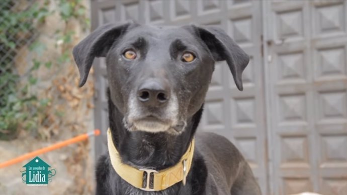 Perro acogido en la casa de acogida canina Los acogidos de Lidia