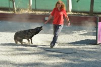 La Escuela Canina municipal impartirá cursos básicos de obediencia y buen comportamiento los fines de semana