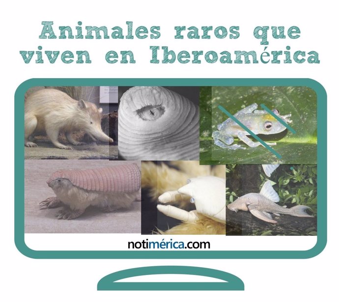 A0 animales raros en Iberoamérica