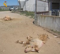 La Guardia Civil detecta 139 infracciones normativas en explotaciones ganaderas porcinas de Huesca