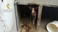 El Seprona rescata 18 perros que estaban en malas condiciones higiénico-sanitarias en Gran Canaria