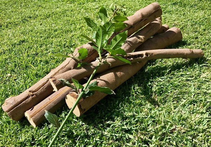 La madera de laurel impide las bacterias perjudiciales en alimentos