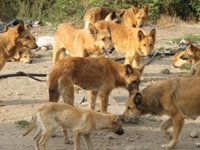 La futura ley de bienestar animal no multará por dar de comer en la calle en primeras asistencias
