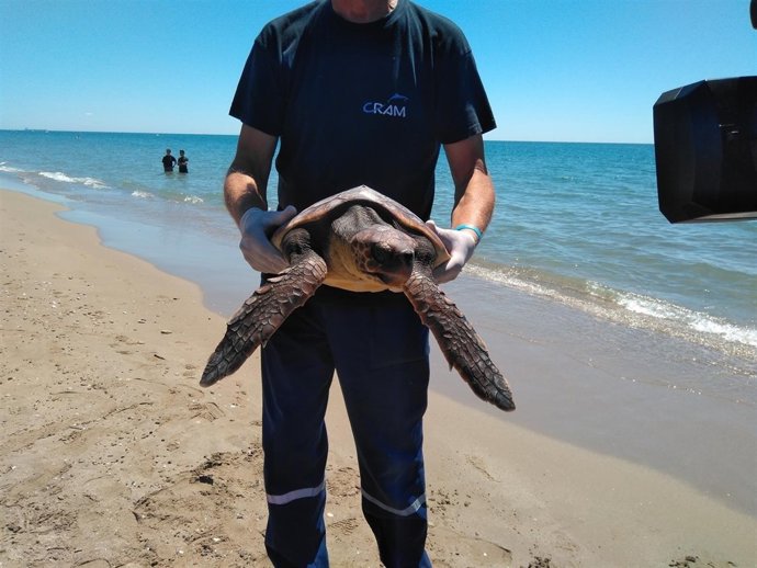 Recuperació de tortuga marina en un projecte de CRAM i Banc Santander