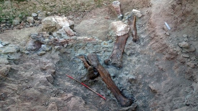 FÓSILES ENCONTRADOS