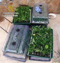 Detenida una persona e investigada otra por cultivar 1.318 plantas de marihuana en Pioz