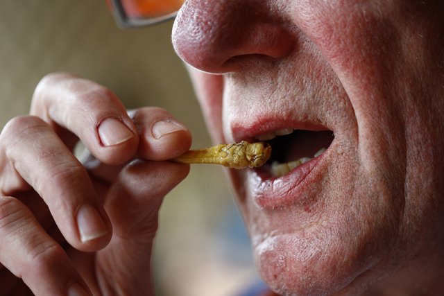 Jan Haan eats a deep fried locust as a snack at the cafe Tante Truus in Almere A