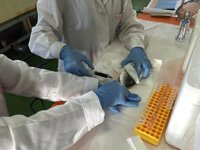 Una patente de la UPCT reduce la agonía de los peces de acuicultura mejorando su calidad y vida útil