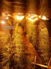 Sucesos.- Cae una organización criminal dedicada a cultivar marihuana en una nave agrícola en Benamocarra