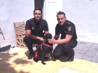Detenido por intentar matar a su perro en Fuengirola