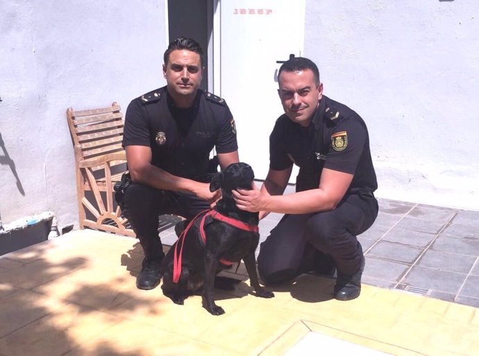 Policía detiene a un hombre en Fuengirola que intentó matar a su perro