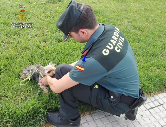 La Guardia Civil rescata a un perro, al que un hombre maltrató en la playa. 