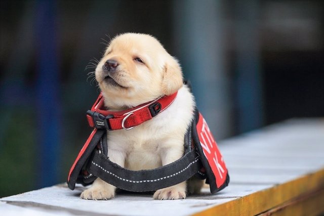 Cachorro Nuevo miembro de la Policía Nacional de Taiwán