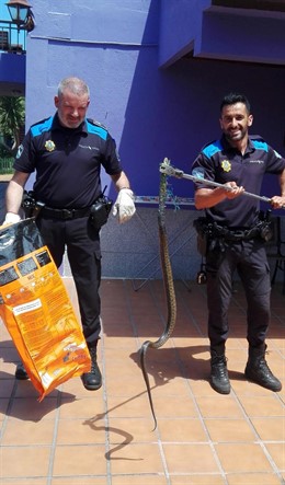 La Policía Local de Vigo atrapada una serpiente atrapada.