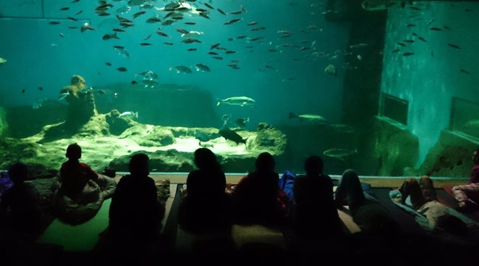 El Acuario de Sevilla inaugura la actividad 'Noche con Tiburones'