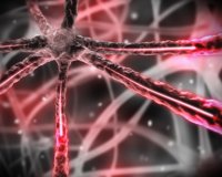 Descubren las neuronas que nos mantienen despiertos
