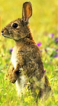 Cazadores piden al Gobierno medidas para impedir que llegue a España un virus liberado en Australia contra el conejo