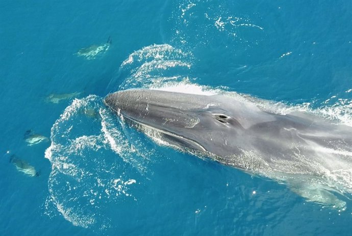 Ballena y delfines en el litoral catalán