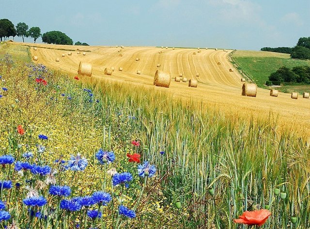 Un campo durante el verano