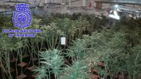 La Policía Nacional desmantela una plantación de marihuana en Malpartida de Plasencia y detiene a 6 personas