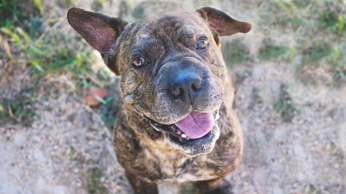 Mascoteros lanza #CompromisoMascoteros,