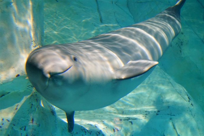 Kylu cumple siete meses