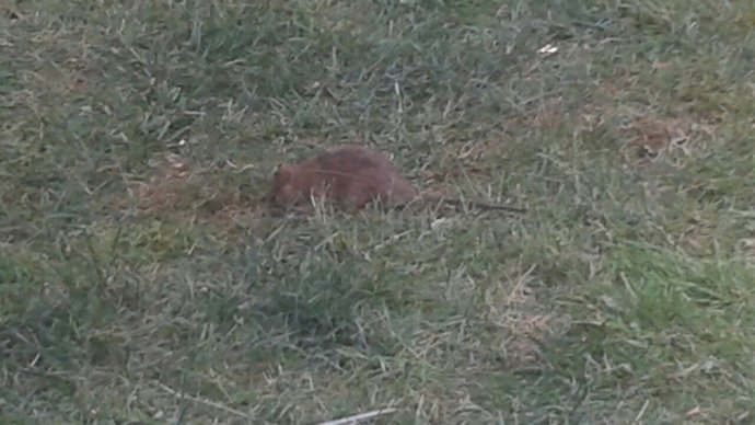Una rata en un jardín de València