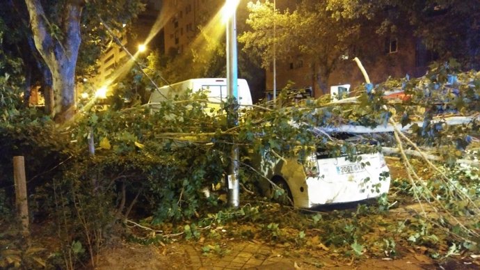 Un árbol ha caído sobre un taxi en Vallecas