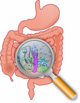 Bacterias del intestino