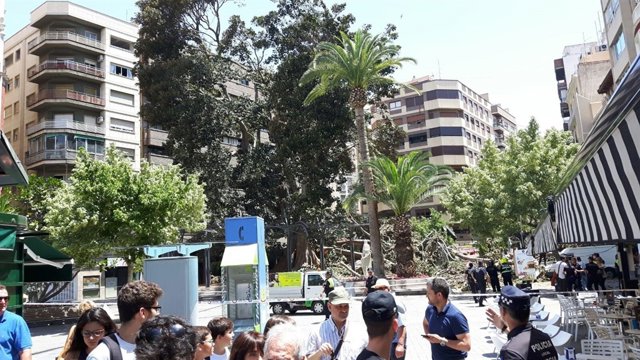 Ficus Santo Domingo cae