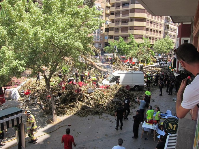  Imagen De Los Trabajos Para Retirar Las Ramas Del Ficus De Santo Domingo