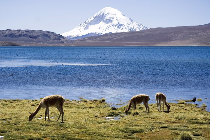 Banco de tejidos animales en Chile